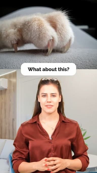 animal-feet
