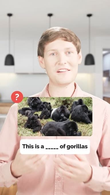 collective-names-animals