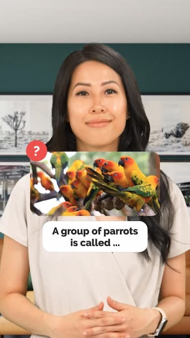 birds-collective-nouns